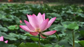 荷塘荷花莲藕图片