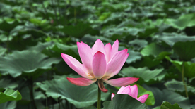 荷塘荷花莲藕图片