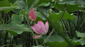荷塘荷花莲藕图片