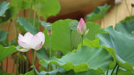 荷塘荷花莲藕图片