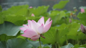 荷塘荷花莲藕图片