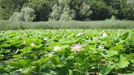 荷塘荷花莲藕图片