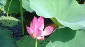 荷塘荷花莲藕图片