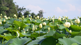 荷塘荷花莲藕图片