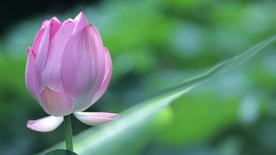 荷塘荷花莲藕图片