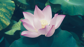 荷塘荷花莲藕图片