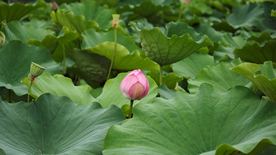 荷塘荷花莲藕图片