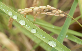 稻田水稻插秧收割图片