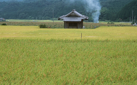 稻田水稻插秧收割图片