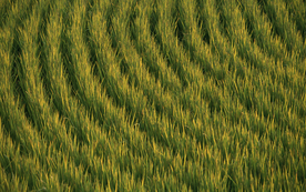 稻田水稻插秧收割图片