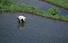 稻田水稻插秧收割图片