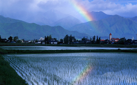 稻田水稻插秧收割图片