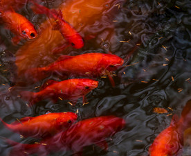 红色锦鲤