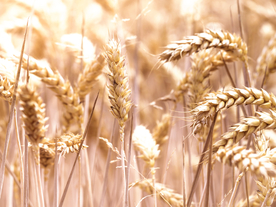 麦田稻田麦穗稻穗图片