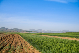 麦田稻田麦穗稻穗图片