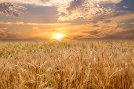 麦田稻田麦穗稻穗图片