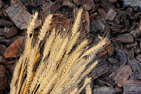 麦田稻田麦穗稻穗图片