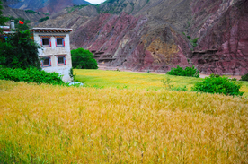 麦田稻田麦穗稻穗图片