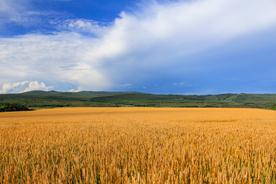 麦田稻田麦穗稻穗图片