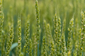 麦田稻田麦穗稻穗图片