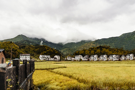 麦田稻田麦穗稻穗图片