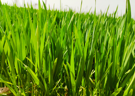 麦田稻田麦穗稻穗图片