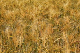 麦田稻田麦穗稻穗图片