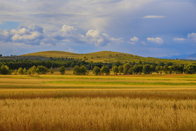 麦田稻田麦穗稻穗图片