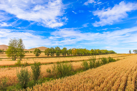 麦田稻田麦穗稻穗图片