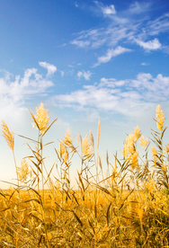 麦田稻田麦穗稻穗图片