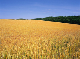 麦田稻田麦穗稻穗图片