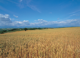 麦田稻田麦穗稻穗图片