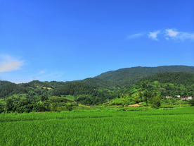 麦田稻田麦穗稻穗图片