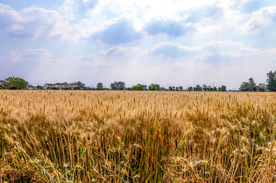 麦田稻田麦穗稻穗图片