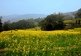 油菜花蓝天菜籽花图片