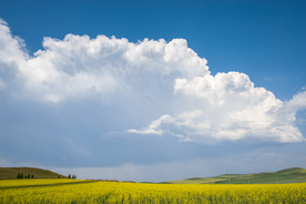 油菜花蓝天菜籽花图片