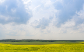 油菜花蓝天菜籽花图片