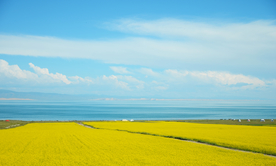 油菜花蓝天菜籽花图片