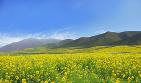 油菜花蓝天菜籽花图片