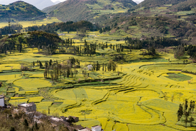 油菜花蓝天菜籽花图片