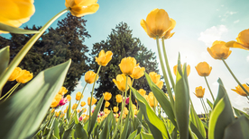 郁金香唯美图片