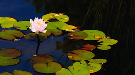 睡莲荷花莲藕荷塘图片