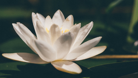 睡莲荷花莲藕荷塘图片