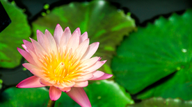 睡莲荷花莲藕荷塘图片