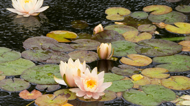 睡莲荷花莲藕荷塘图片