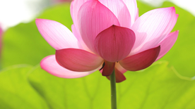 睡莲荷花莲藕荷塘图片