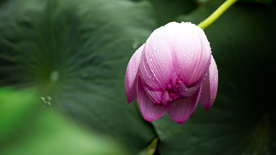 睡莲荷花莲藕荷塘图片