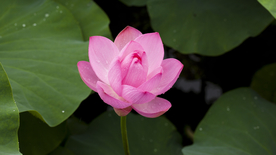 睡莲荷花莲藕荷塘图片