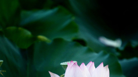 睡莲荷花莲藕荷塘图片