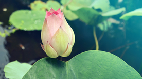 睡莲荷花莲藕荷塘图片